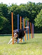 Trixie Agility Slalom jucărie interactivă câini plastic 115cm x 3cm 12buc albastru/portocaliu
