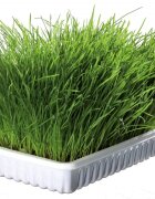 Trixie Rezerva Iarba Bio 100 g