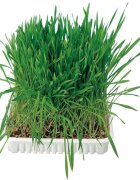 Trixie Tavita de Plastic cu Seminte de Iarba 100 g