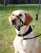 Trixie Top Trainter Headcollar L-XL 37 cm 48-60 cm