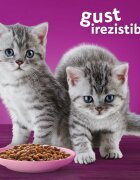 WHISKAS Junior Selectii Clasice Miel Vită Pui și Pasăre plic hrană umedă pisici (în sos) multipack 85g x 12