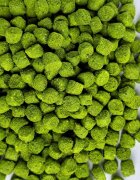 C.A.N 2000 Furaj Special Peste pentru Pescari 6 mm - verde 30 kg