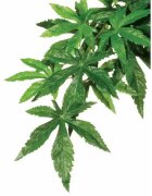 Hagen EXO TERRA PLANTA ABUTILON SMALL 40 cm