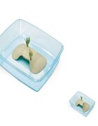 MPS Acvariu Testoase Asthera 49