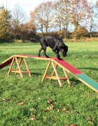 Trixie Banca Antiderapant Agility 456x64x30 cm 32090