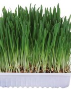 Trixie Iarba Rozat.Castron 100 g 6035