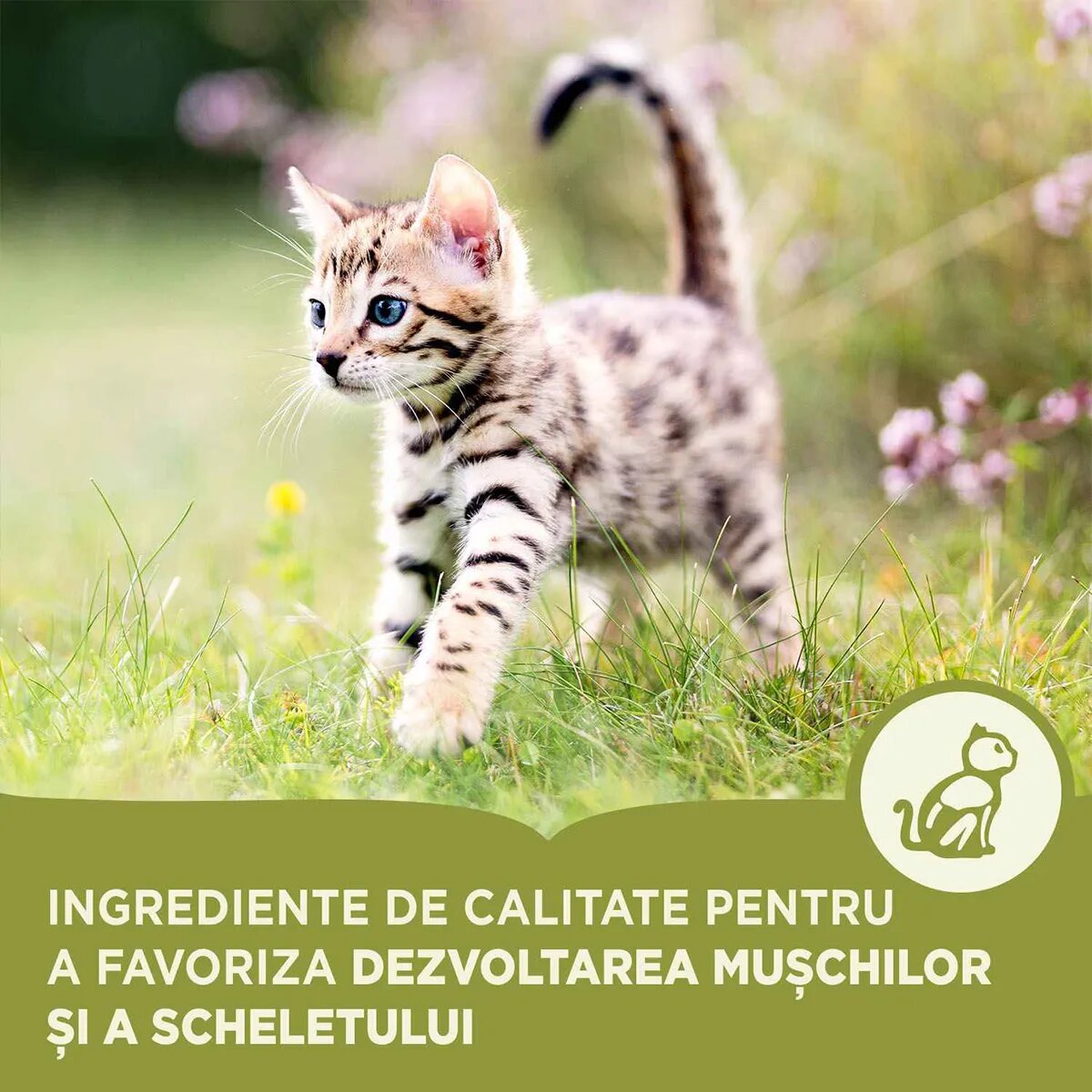 Acana First Feast Junior hrană uscată pisici junior 1.8kg