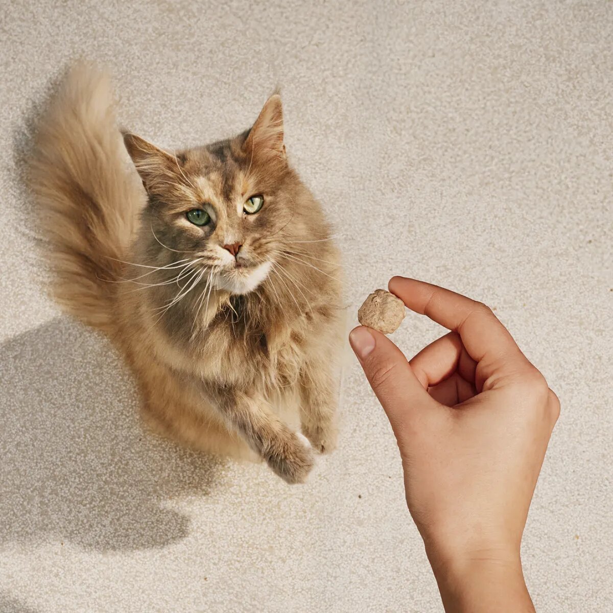 Carnilove Freeze Dried Curcan și Catnip punguță recompense monoproteice fără cereale pisici deshidratat 40g