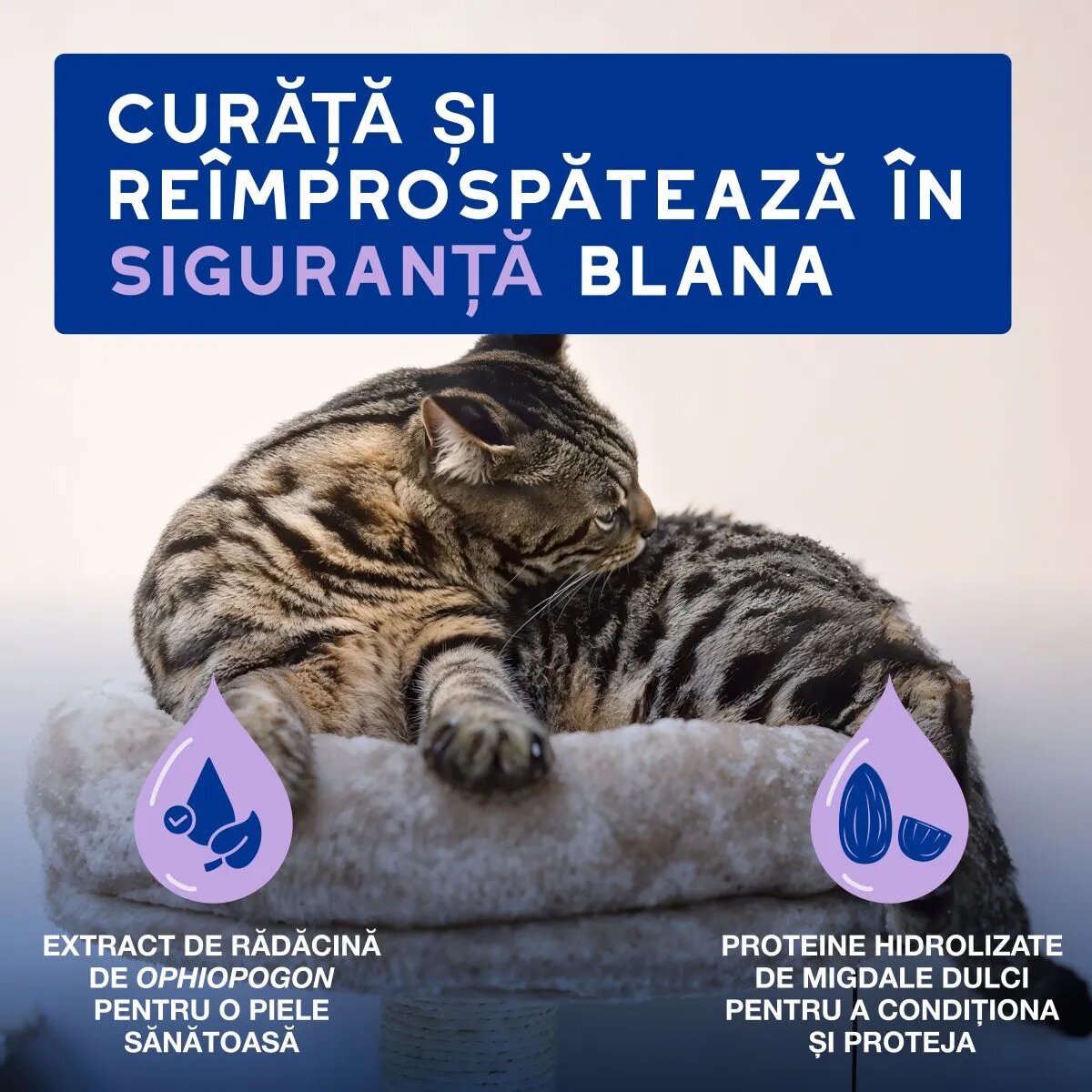 DOUXO SPA Low-Stress Refresh Mousse șampon spumă pisici fără clătire hidratantă Vanilie și Nucă de cocos flacon cu aplicator 150ml
