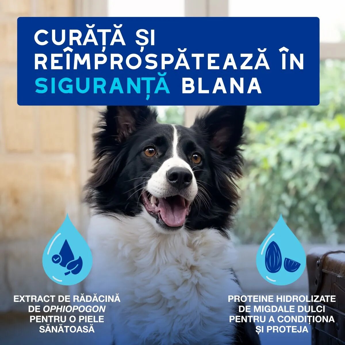 DOUXO SPA Quick Refresh Mousse șampon spumă câini fără clătire hidratantă Vanilie și Nucă de cocos flacon 150ml