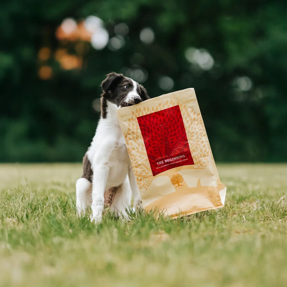 Essential Foods ESSENTIAL Beginning Small Breed Pui și Rață hrană uscată fără cereale câini junior ESSENTIAL Beginning Small Breed XS-S Pui și Rață hrană uscată fără cereale câini junior 2.5kg