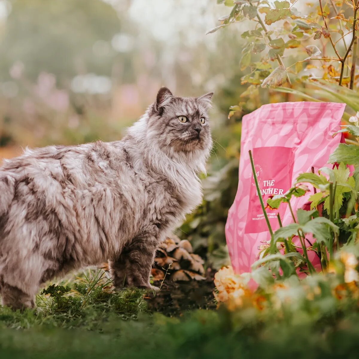 Essential Foods ESSENTIAL Panther Somon și Pește alb hrană uscată fără cereale pisici sterilizate senior 3kg