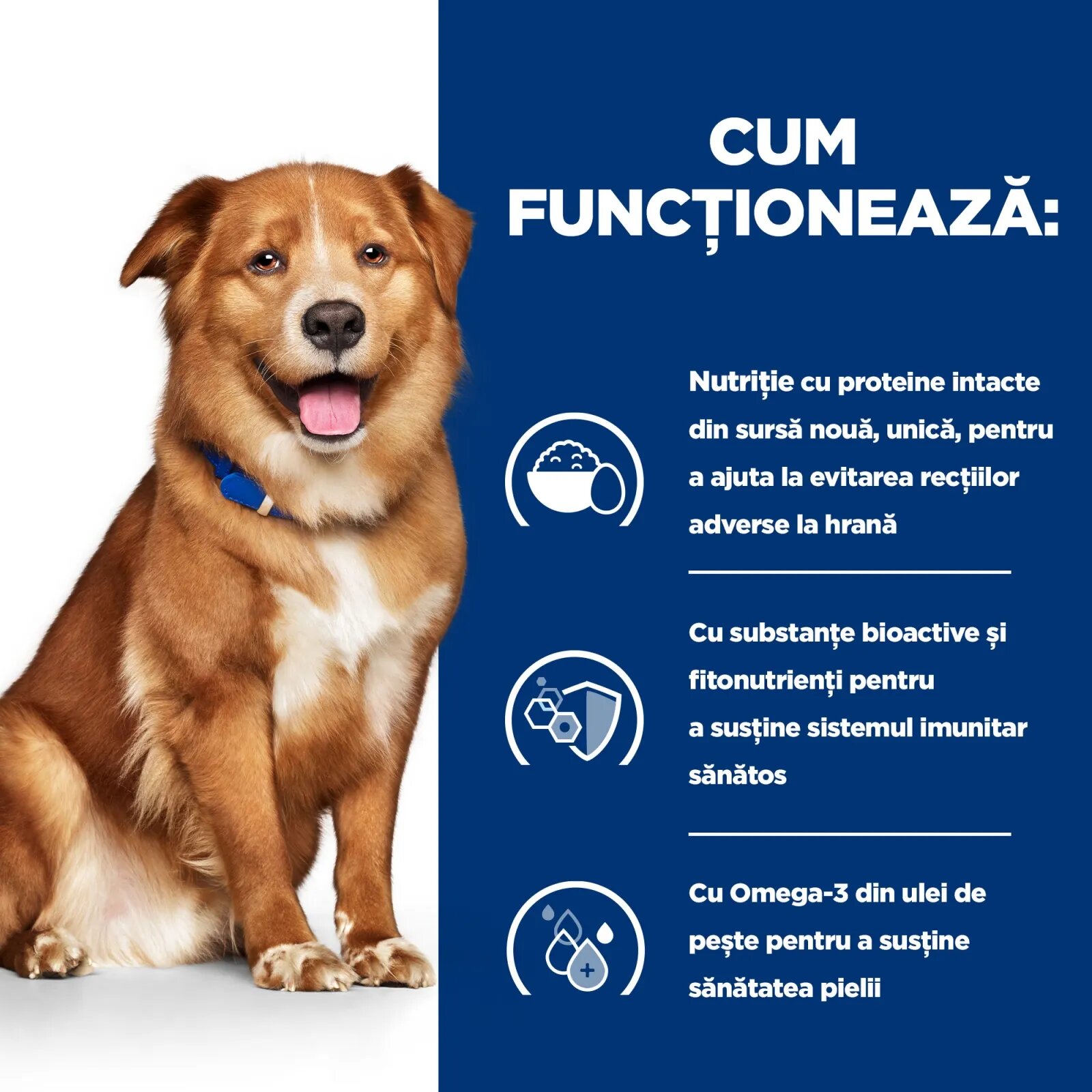 HILL'S Prescription Diet Derm Complete dietă veterinară câini hrană uscată afecțiuni dermatologice Derm Complete dietă veterinară câini hrană uscatăpiele & blana 12kg