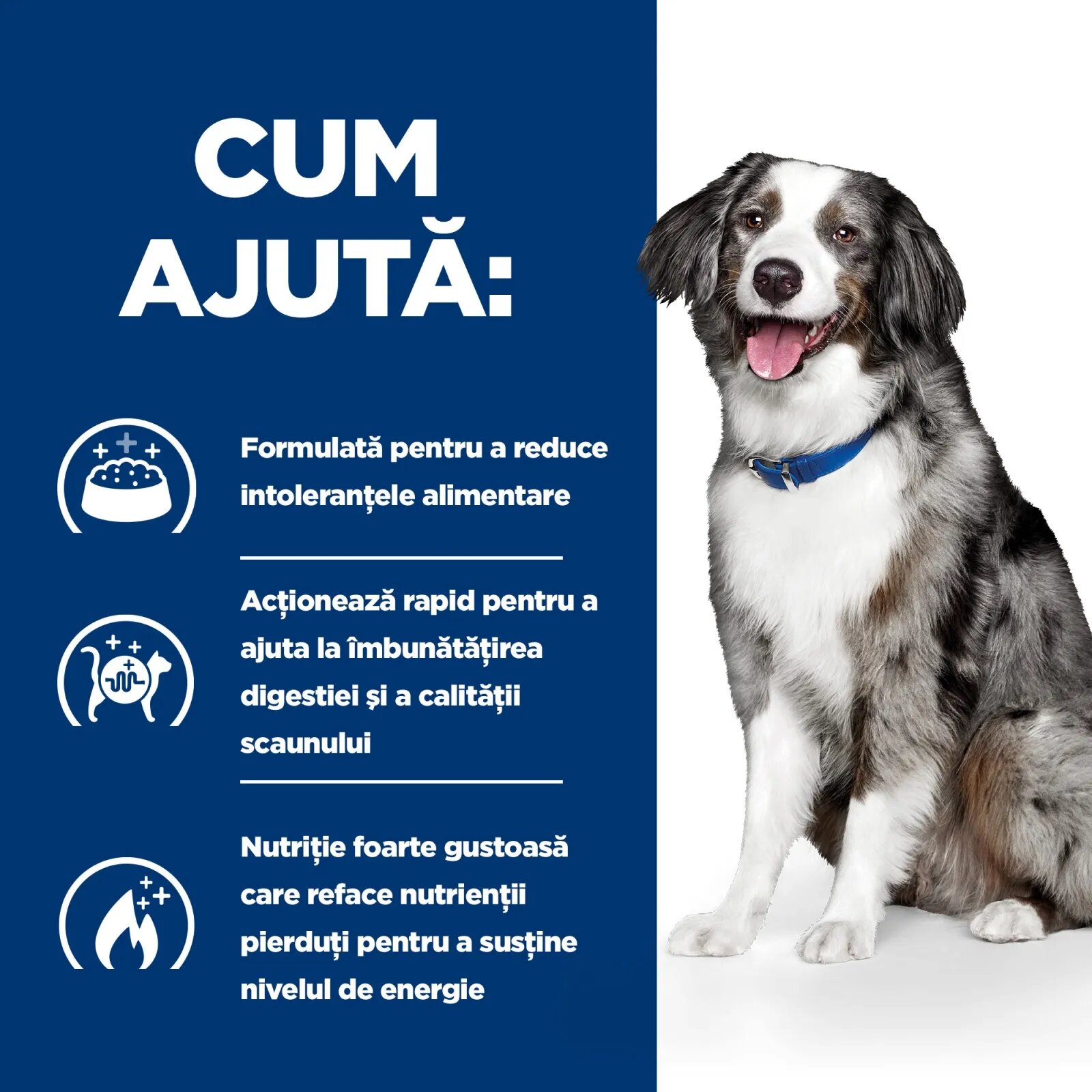HILL'S Prescription Diet i/d Sensitive Digestive Care Ou și Orez dietă veterinară câini hrană uscată sensibilități digestive i/d Sensitive Digestive Care Ou și Orez dietă veterinară câini hrană uscată sistem digestiv 4kg