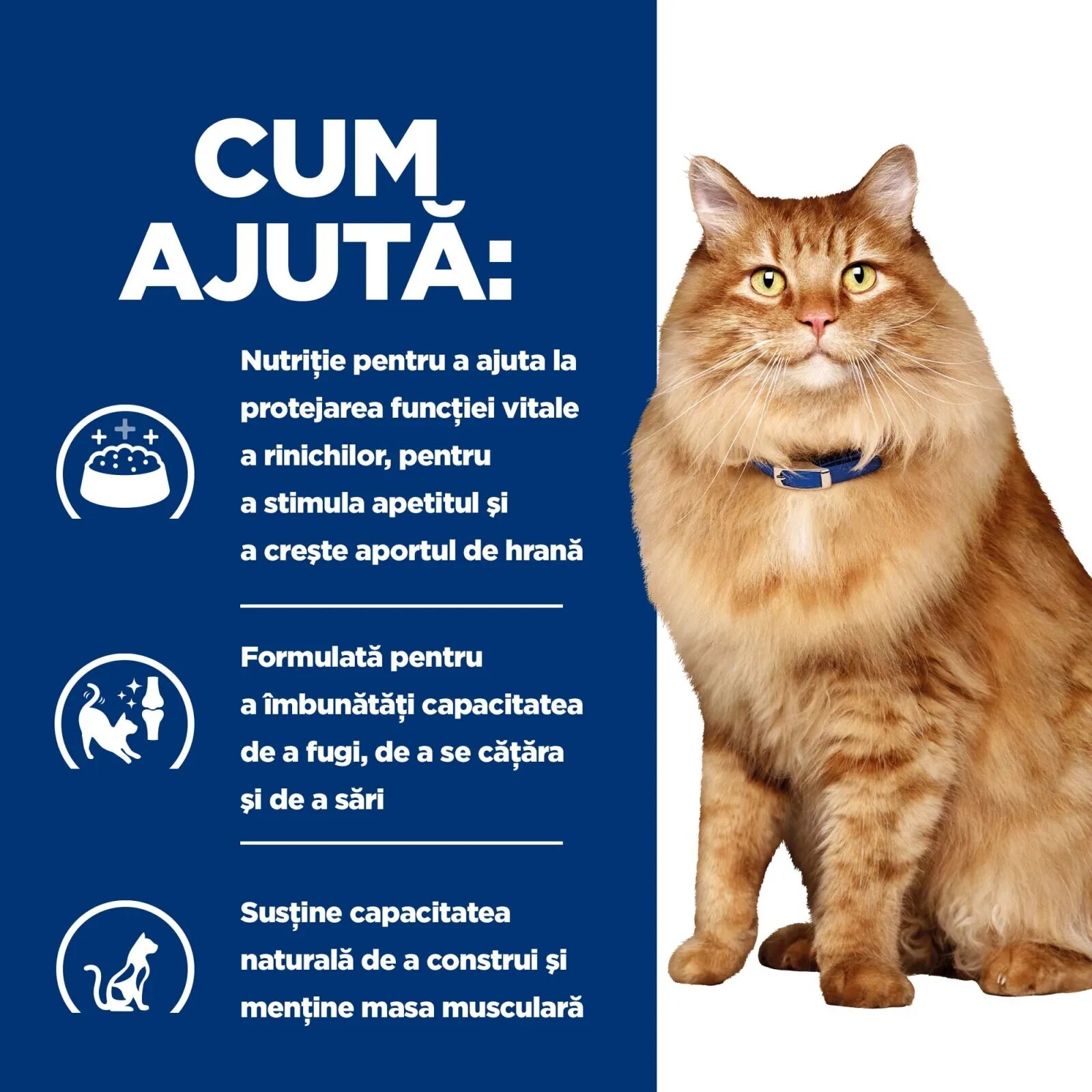 HILL'S Prescription Diet k/d+j/d Kidney Care + Mobility Pui dietă veterinară pisici plic hrană umedă sistem renal sistem articular 85g x 12buc