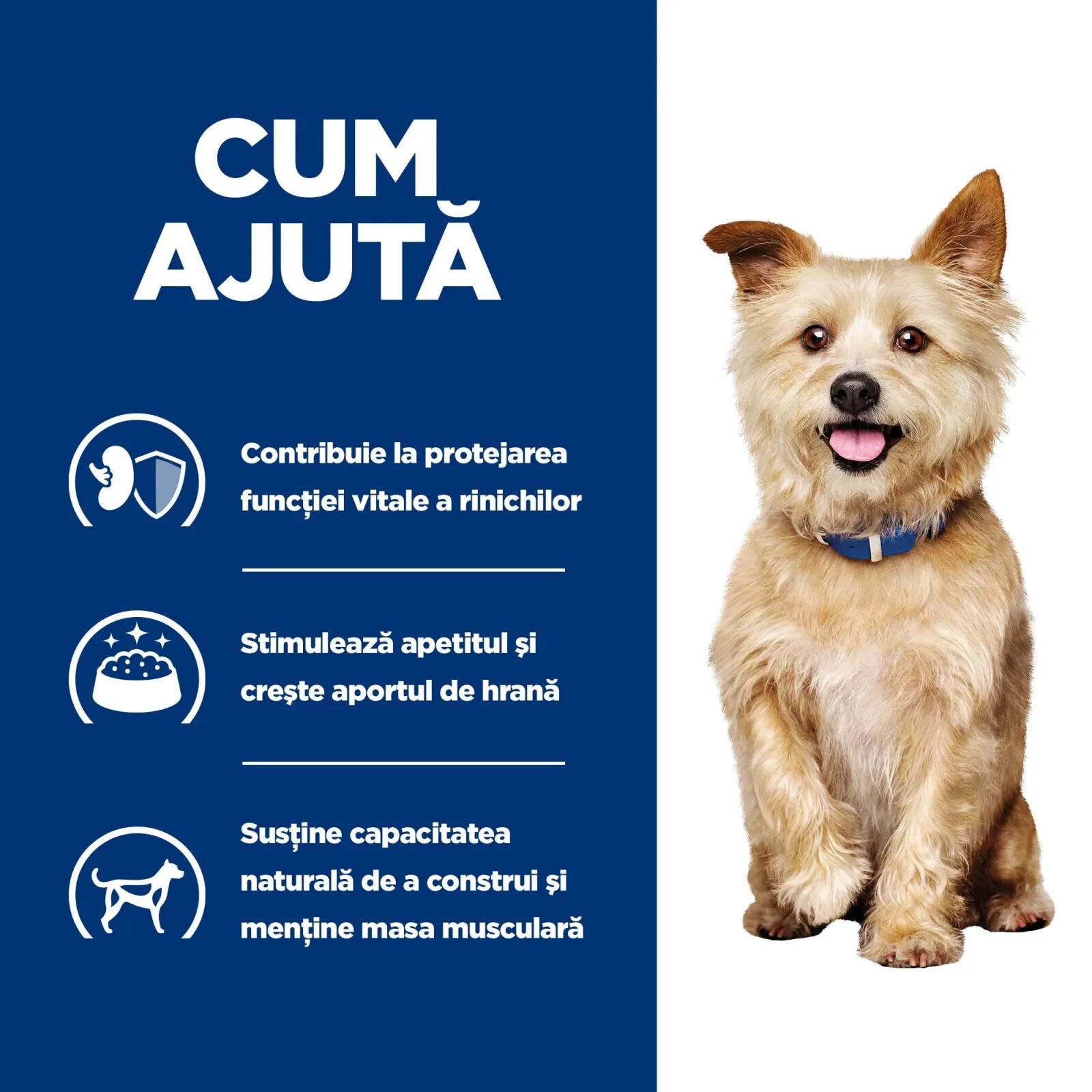 HILL'S Prescription Diet k/d Kidney Care dietă veterinară câini hrană uscată afecțiuni renale k/d Kidney Care dietă veterinară câini hrană uscatăsistem renal 4kg