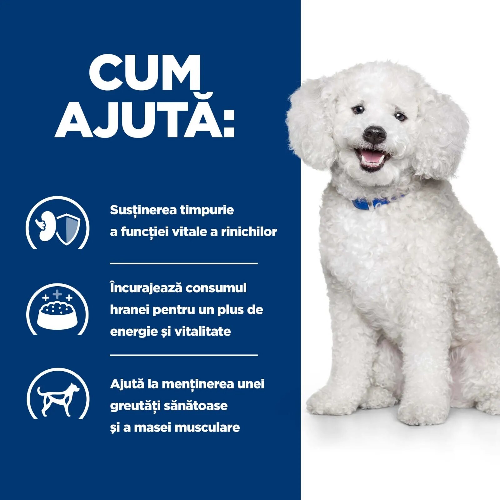 HILL'S Prescription Diet k/d Kidney Care Early Stage dietă veterinară câini hrană uscată afecțiuni renale k/d Kidney Care Early Stage dietă veterinară câini hrană uscată sistem renal 12kg