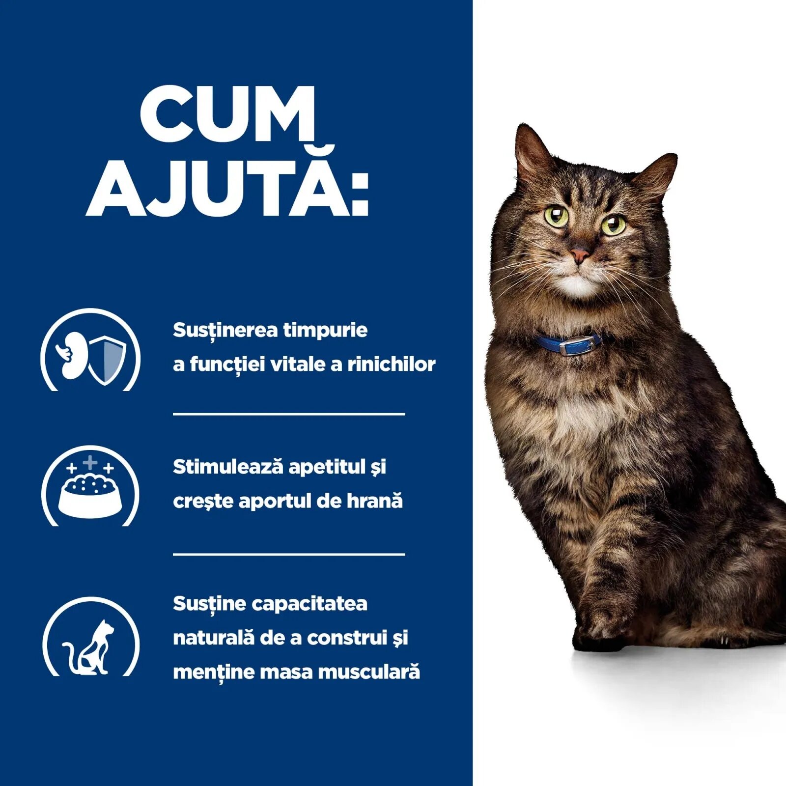 HILL'S Prescription Diet k/d Kidney Care Early Stage dietă veterinară pisici hrană uscată afecțiuni renale k/d Kidney Care Early Stage dietă veterinară pisici hrană uscată sistem renal 3kg