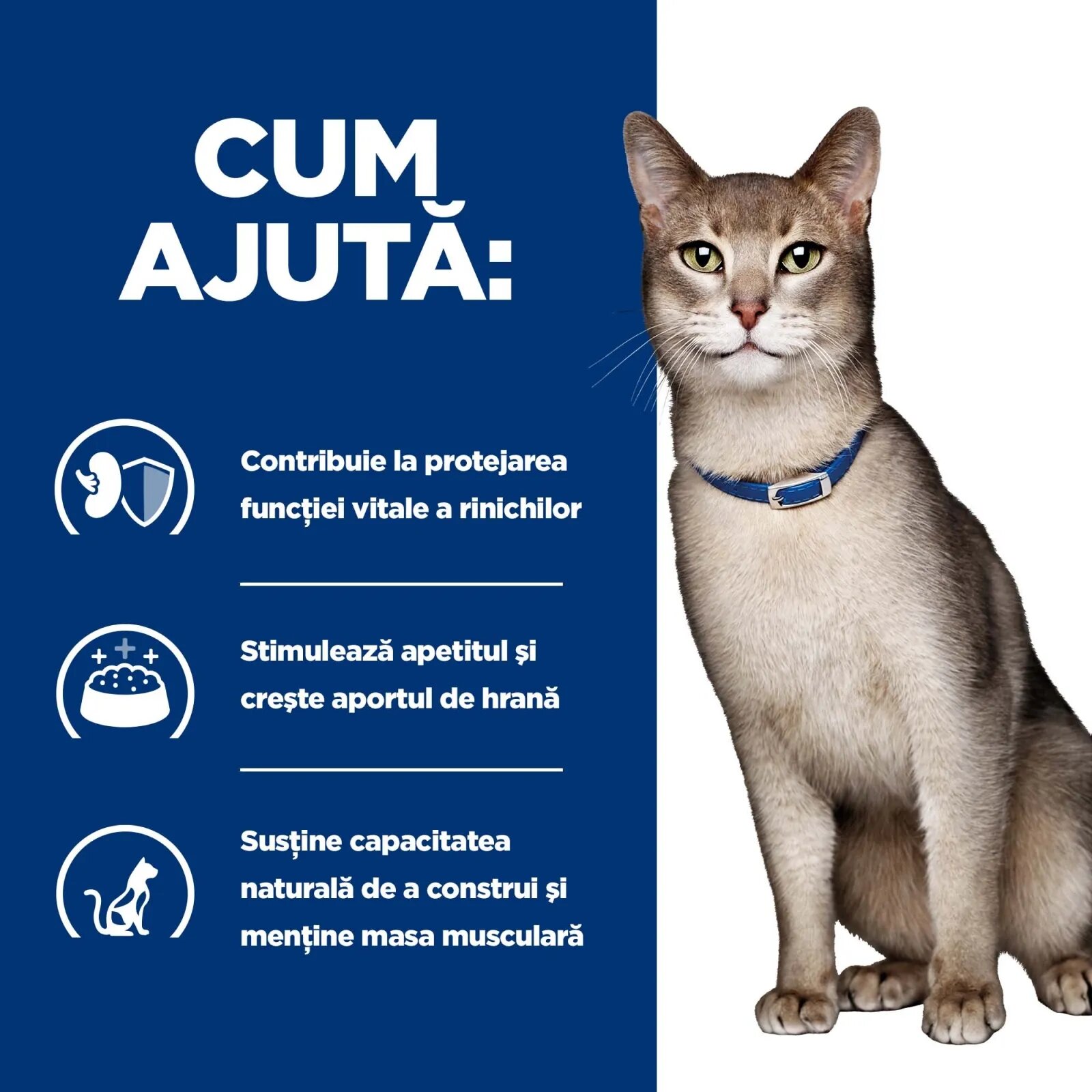 HILL'S Prescription Diet k/d Kidney Care Ton dietă veterinară pisici hrană uscată afecțiuni renale k/d Kidney Care Ton dietă veterinară pisici hrană uscată sistem renal 3kg