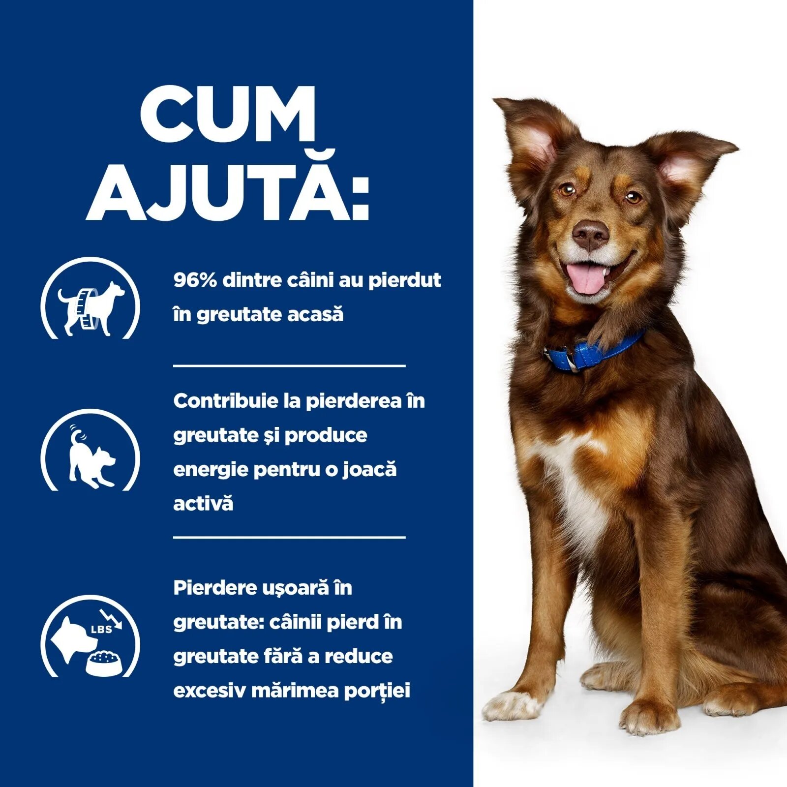 HILL'S Prescription Diet Metabolic Miel cu Orez dietă veterinară câini hrană uscată afecțiuni metabolice (obezitate) Metabolic Miel cu Orez dietă veterinară câini hrană uscată metabolism (obezitate si diabet) 12kg