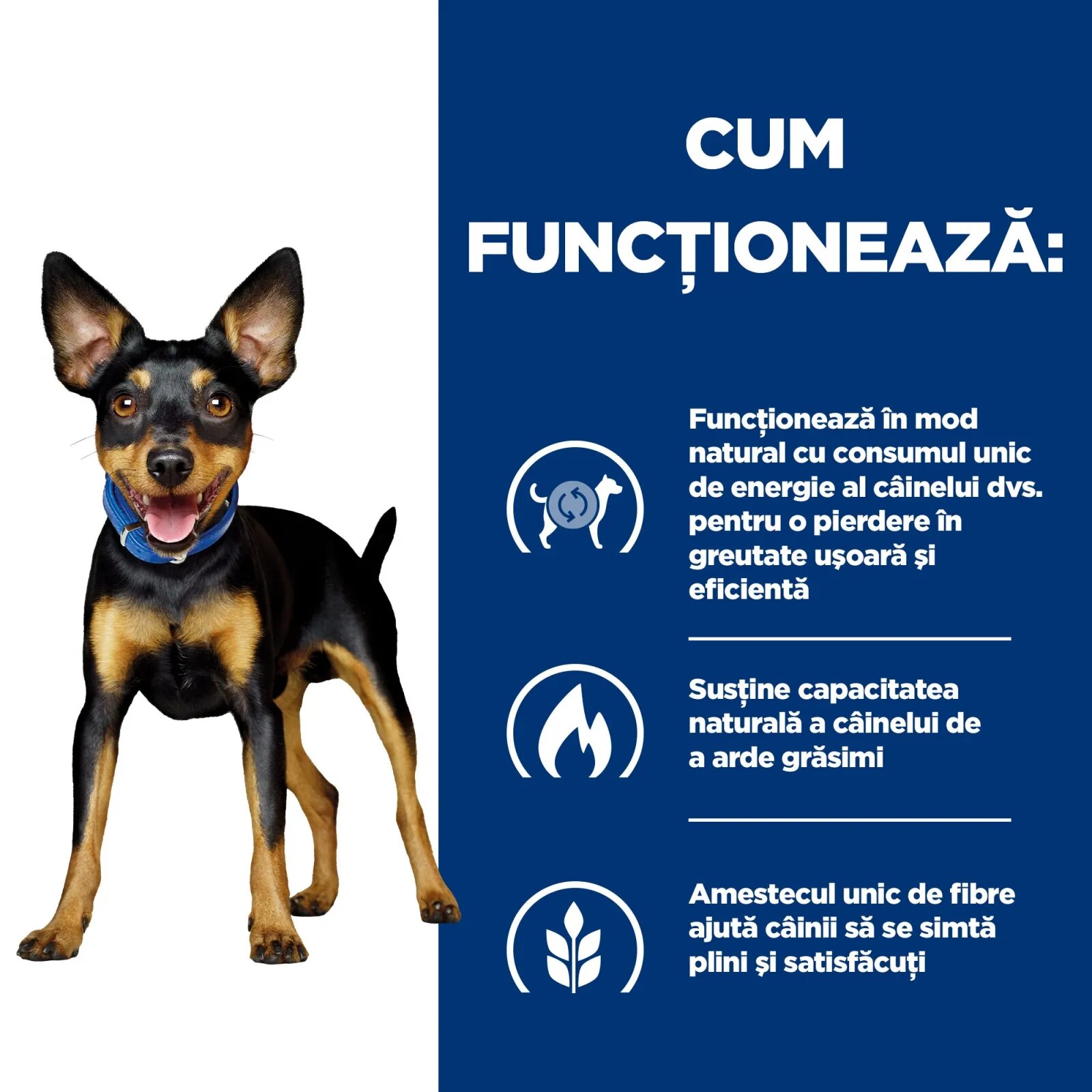 HILL'S Prescription Diet Metabolic Mini dietă veterinară câini hrană uscată afecțiuni metabolice (obezitate) Metabolic Mini dietă veterinară câini hrană uscată metabolism (obezitate si diabet) 1kg