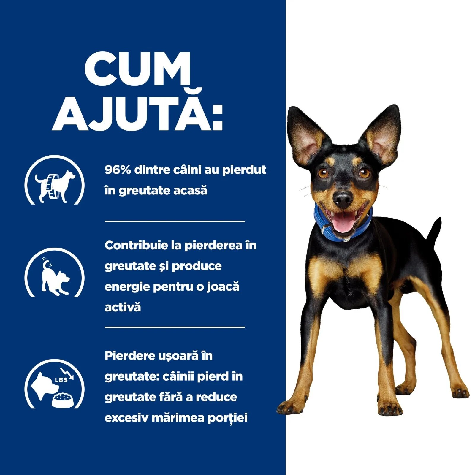 HILL'S Prescription Diet Metabolic Mini dietă veterinară câini hrană uscată afecțiuni metabolice (obezitate) Metabolic Mini dietă veterinară câini hrană uscată metabolism (obezitate si diabet) 6kg