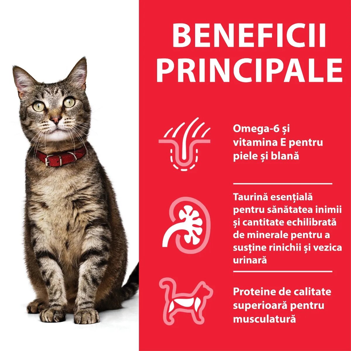HILL'S Science Plan Curcan plic hrană umedă pisici 85g Curcan plic hrană umedă pisici bax 85g x 12buc
