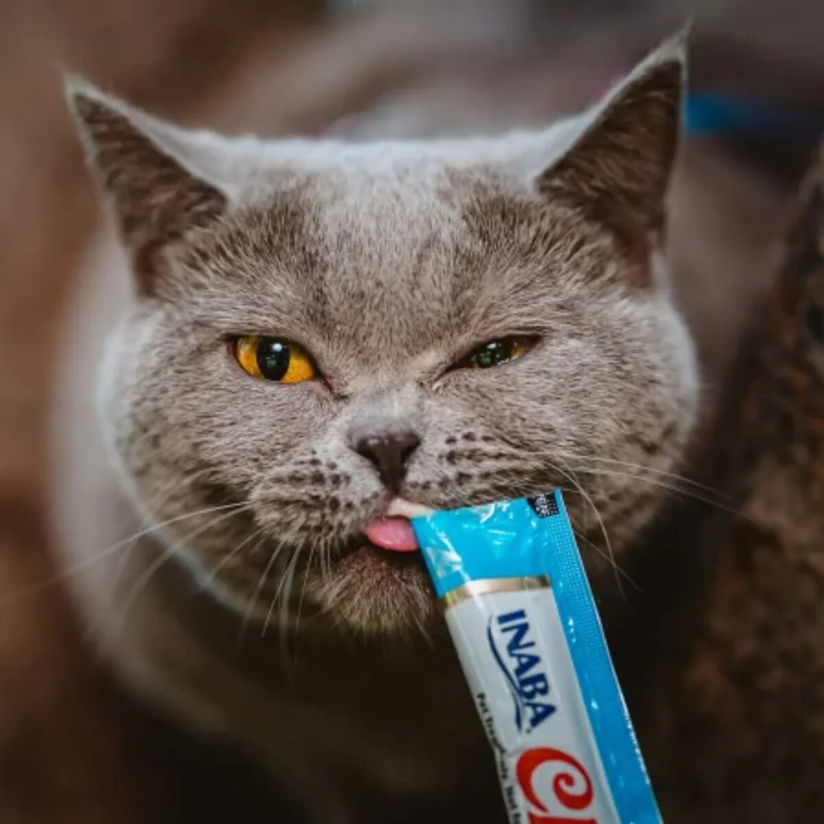 Inaba Churu Creamy Ton și Pui plic recompense fără cereale pisici (piure) 56g