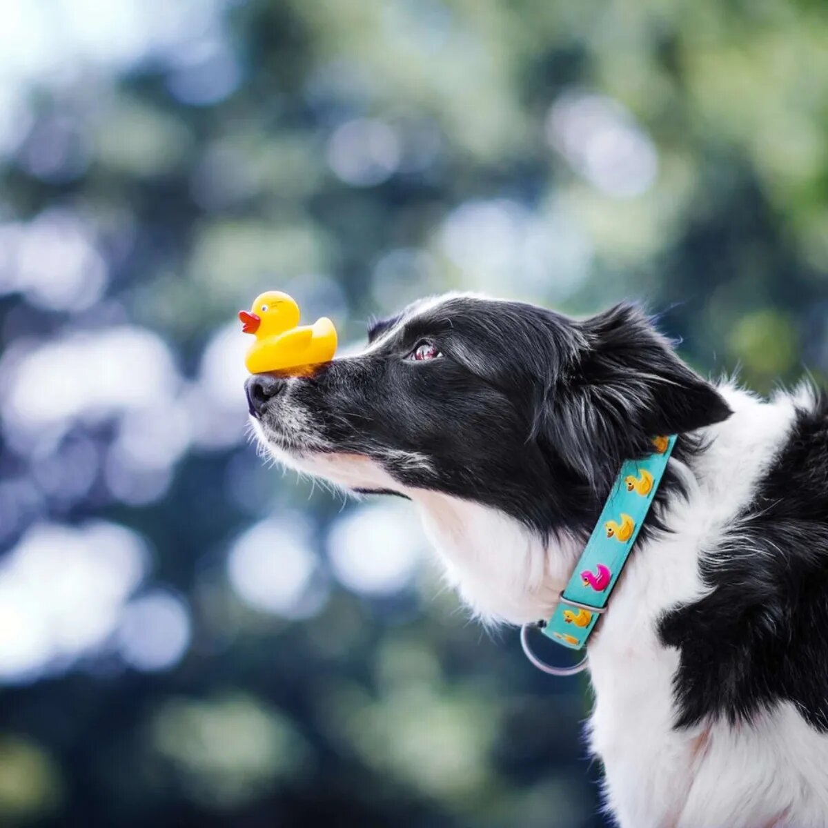 MAX & MOLLY Smart ID Ducklings zgardă câini ajustabilă poliester albastru cataramă trident XS