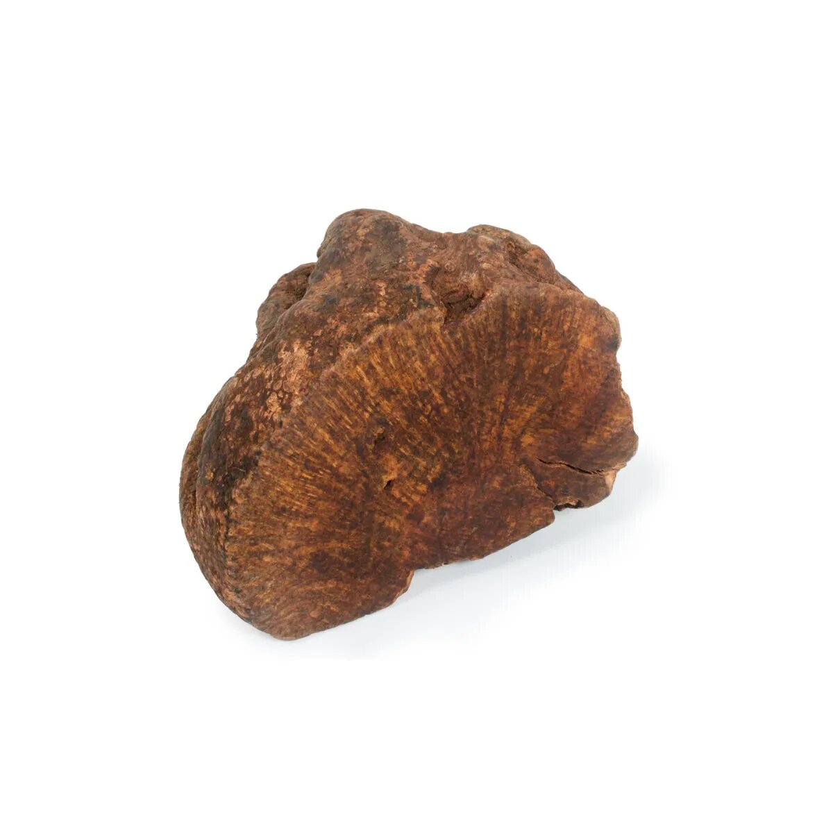 NATUREDELÌ Radacina Tubercul Salbatic XS recompense câini 150g