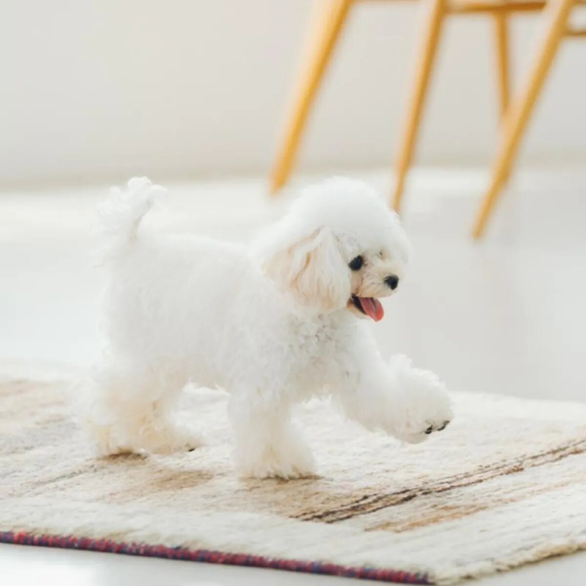 Natures Protection Superior Care Sensitive Skin & Stomach XS-XL Miel hrană uscată câini piele & blană 1.5kg