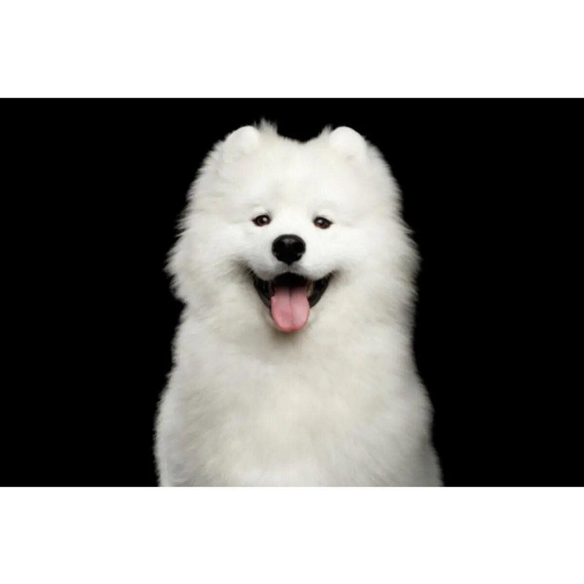Natures Protection Superior Care White Dogs XS-XL Hering și Ceai verde punguță recompense funcționale fără cereale câini sistem imunitar 150g