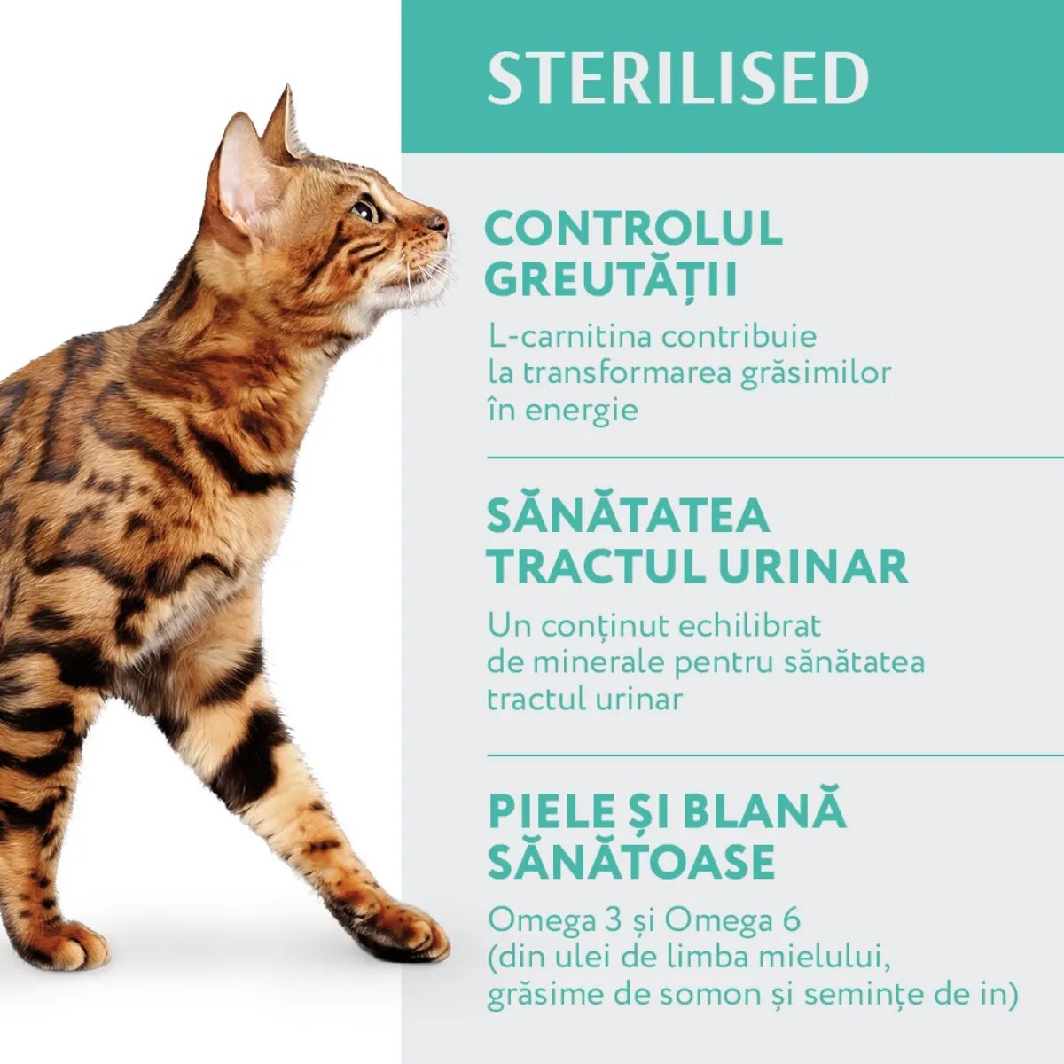 OPTIMEAL Sterilised Curcan cu Ovăz hrană uscată pisici sterilizate Sterilised Curcan hrană uscată pisici sterilizate 1.5kg
