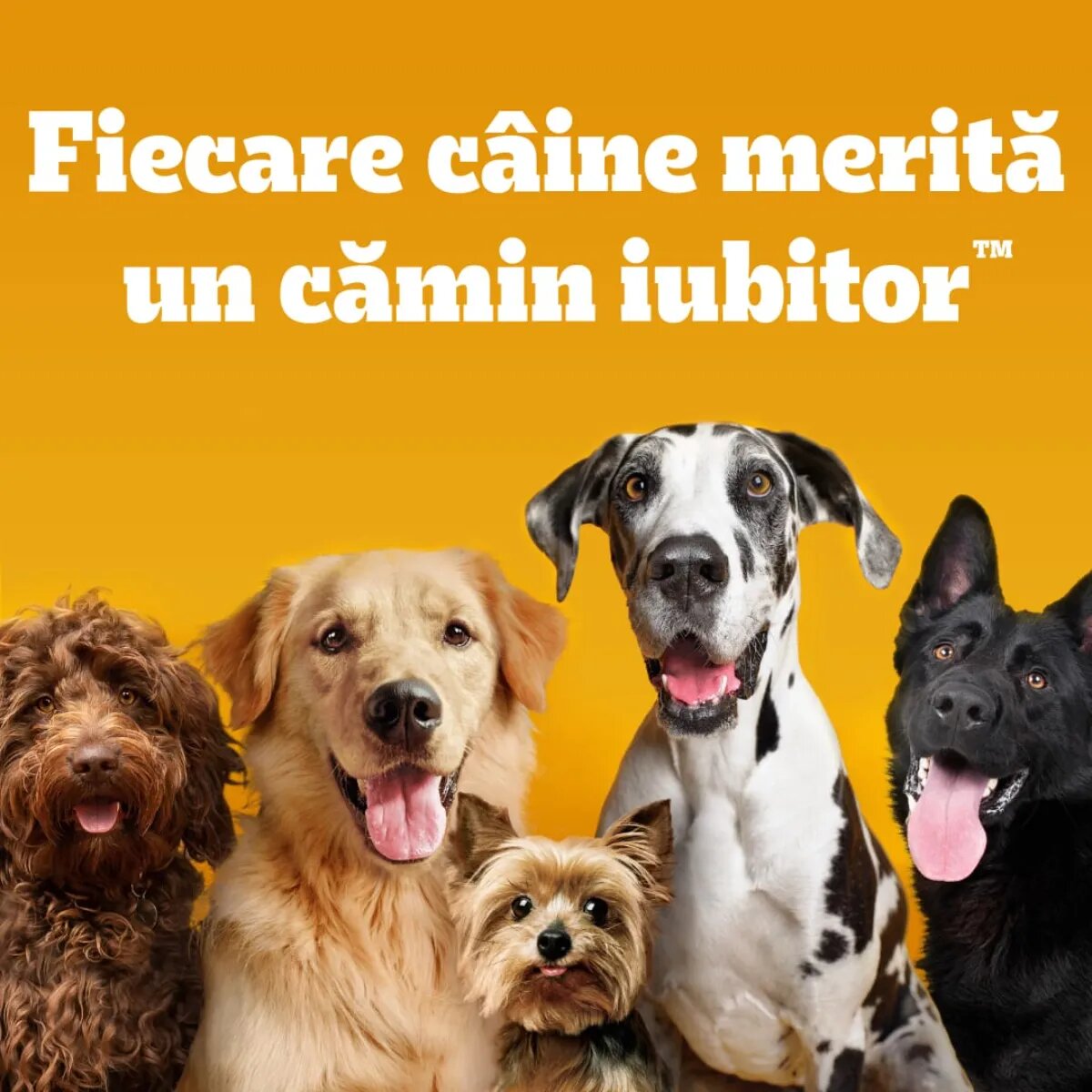 PEDIGREE Adult M-XL Pasăre și Legume hrană uscată câini 10kg