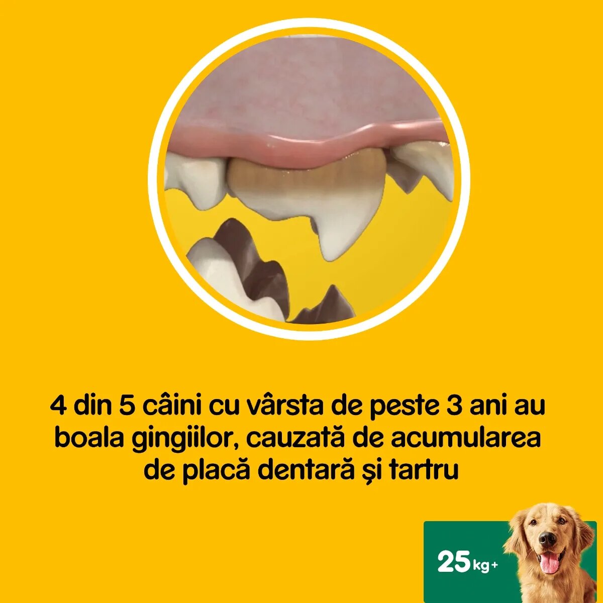 PEDIGREE DentaStix Daily Fresh recompense câini talie mare batoane ceai verde 7buc