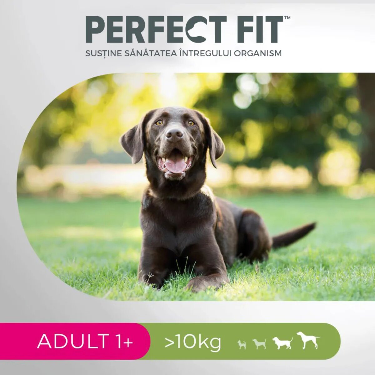 PERFECT FIT Dog Adult 1+ M Pui hrană uscată câini 6kg