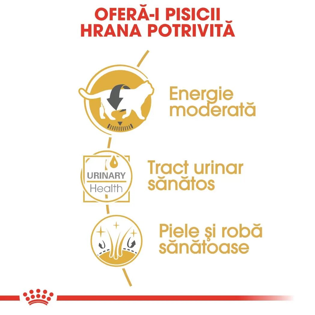 Royal Canin British Shorthair Adult hrană umedă pisici (în sos) 85g