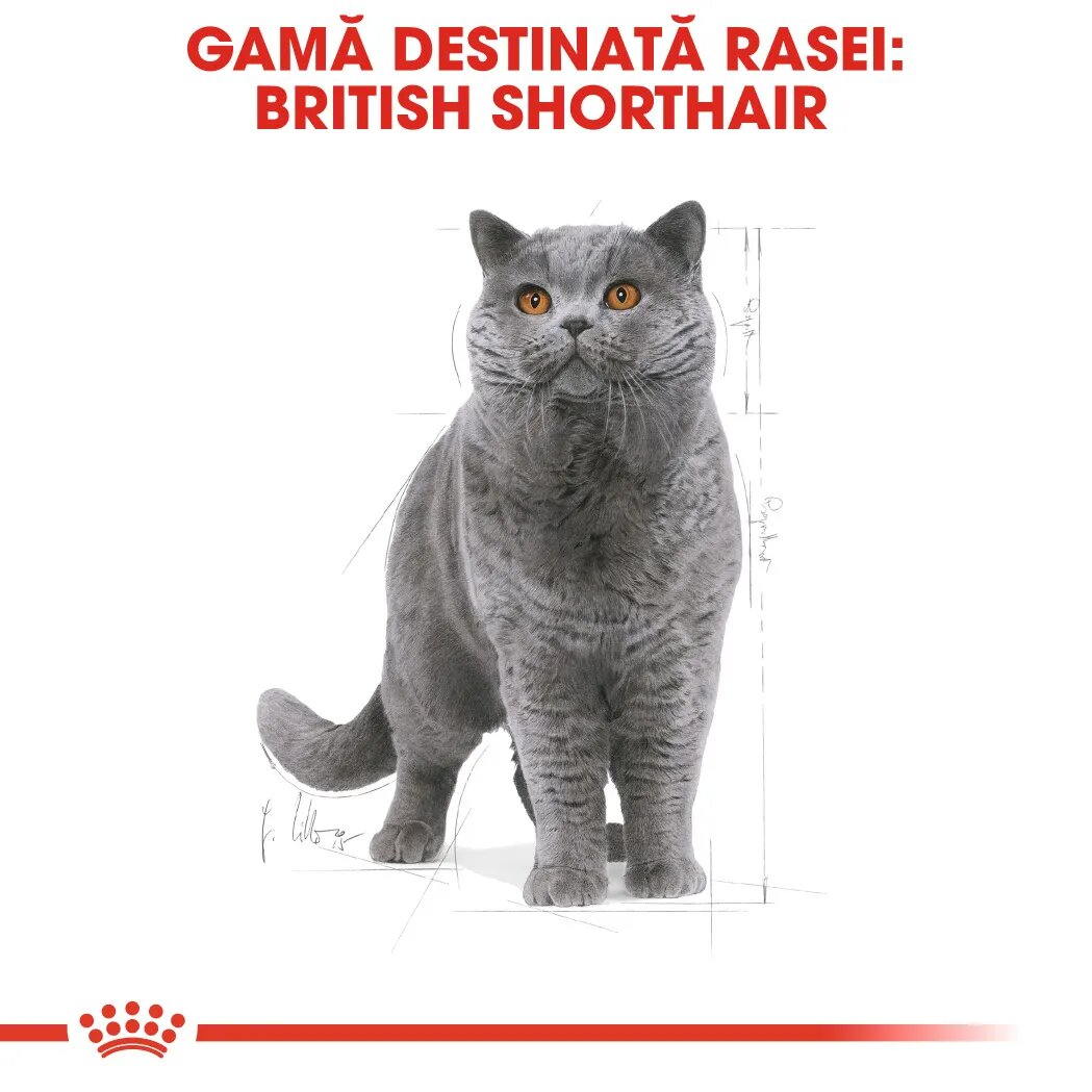 Royal Canin British Shorthair Adult hrană uscată pisici 2kg