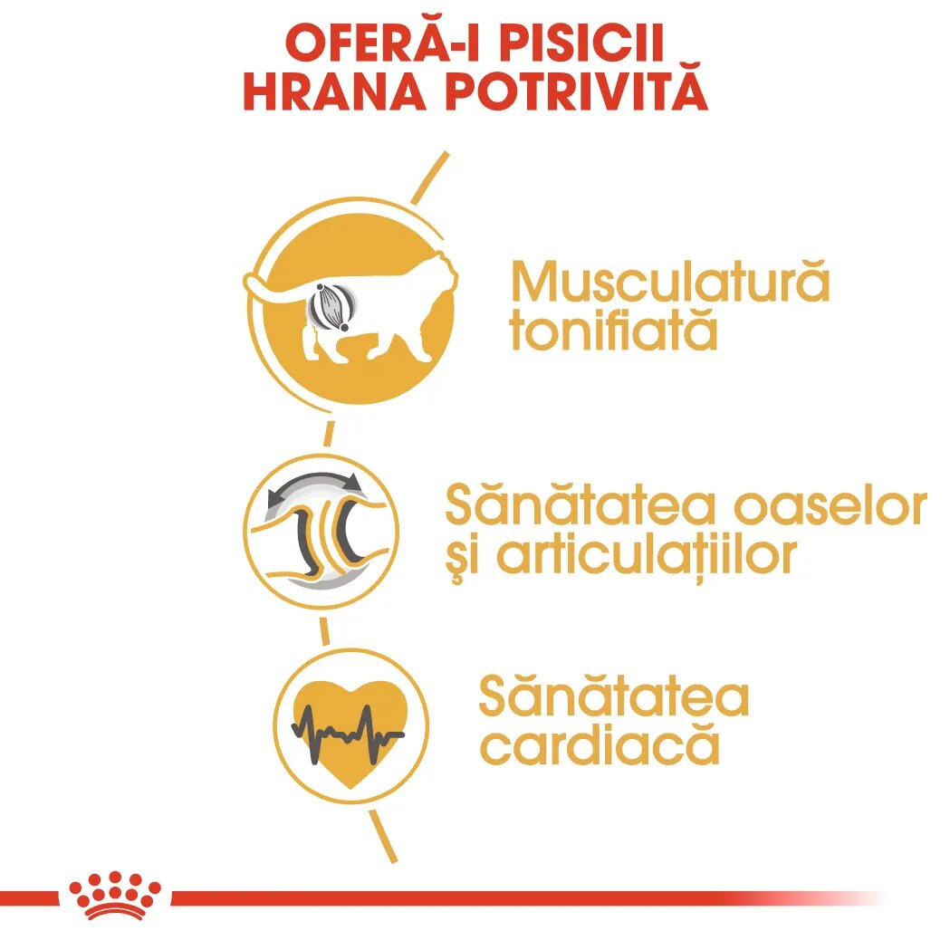 Royal Canin British Shorthair Adult hrană uscată pisici 400g