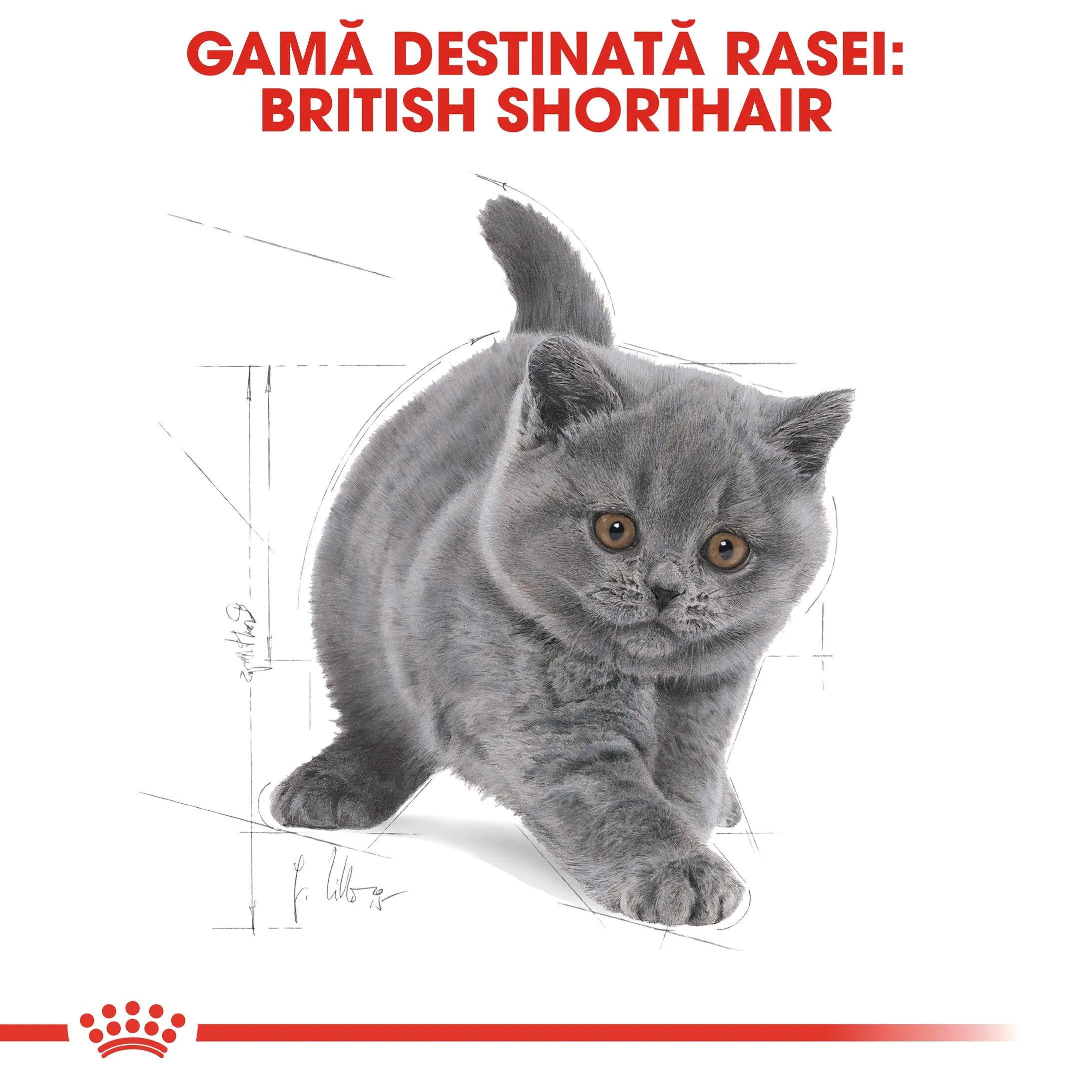 Royal Canin British Shorthair Kitten hrană uscată pisici junior 2kg