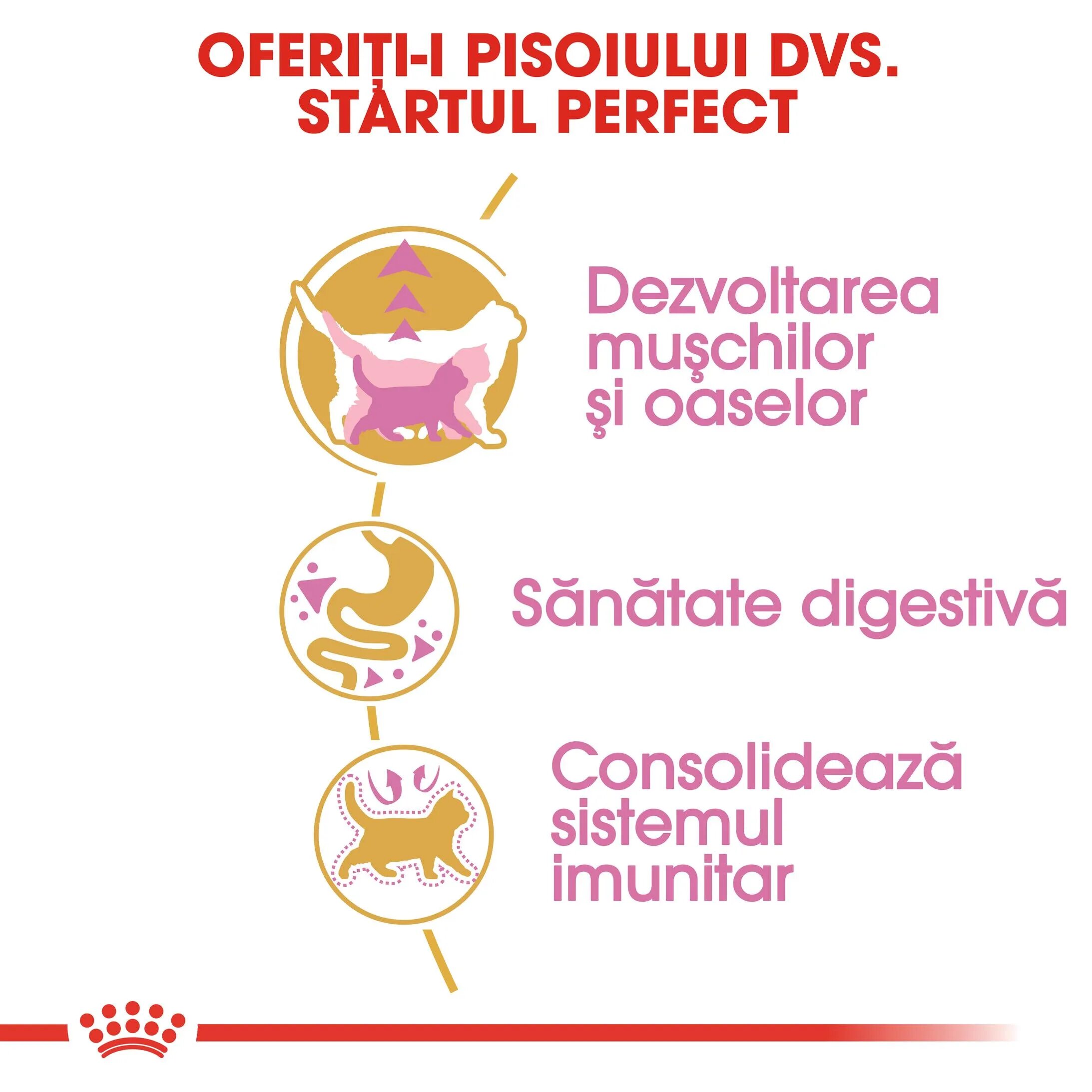 Royal Canin British Shorthair Kitten hrană uscată pisici junior 2kg