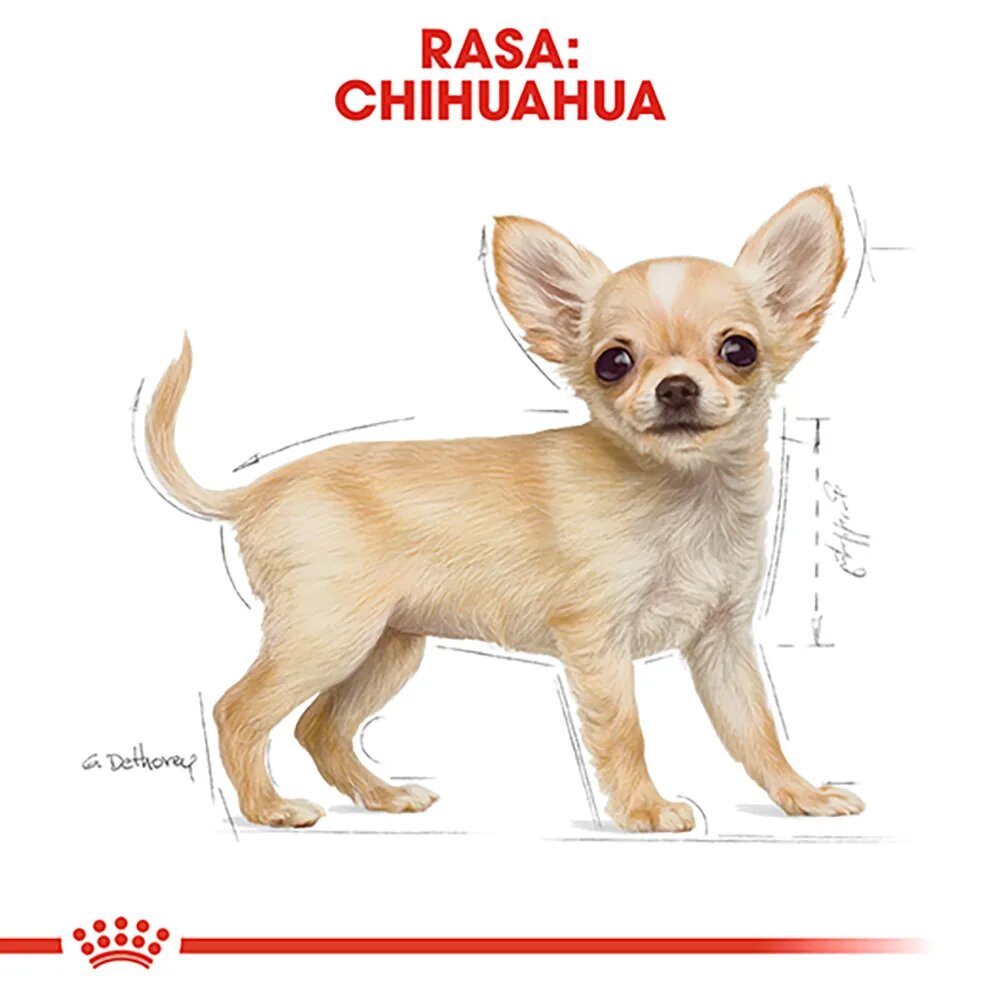 Royal Canin Chihuahua Puppy hrană uscată câini junior 1.5kg