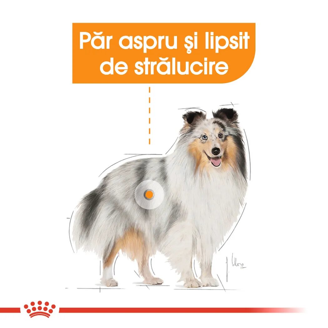 Royal Canin Coat Care Adult hrană umedă câini blană sănătoasă și lucioasă (pate) bax 85g x 12buc