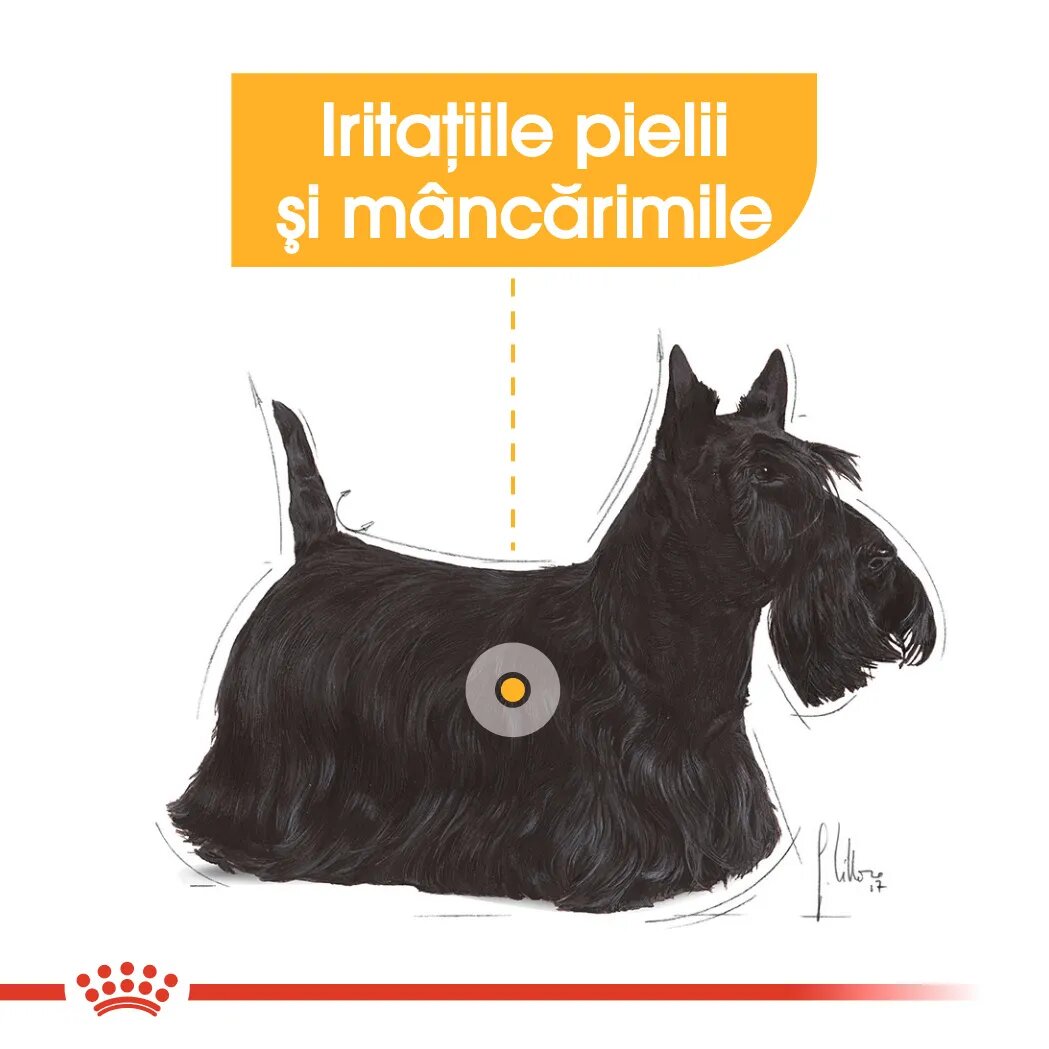 Royal Canin Dermacomfort Adult hrană umedă câini prevenirea iritațiilor pielii (pate) 85g