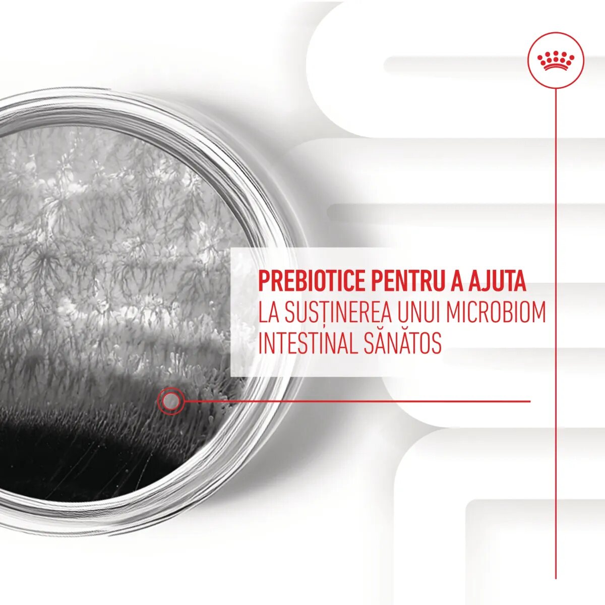Royal Canin Digestion Chews Adult Supplements punguță recompense funcționale câini sistem digestiv 160g