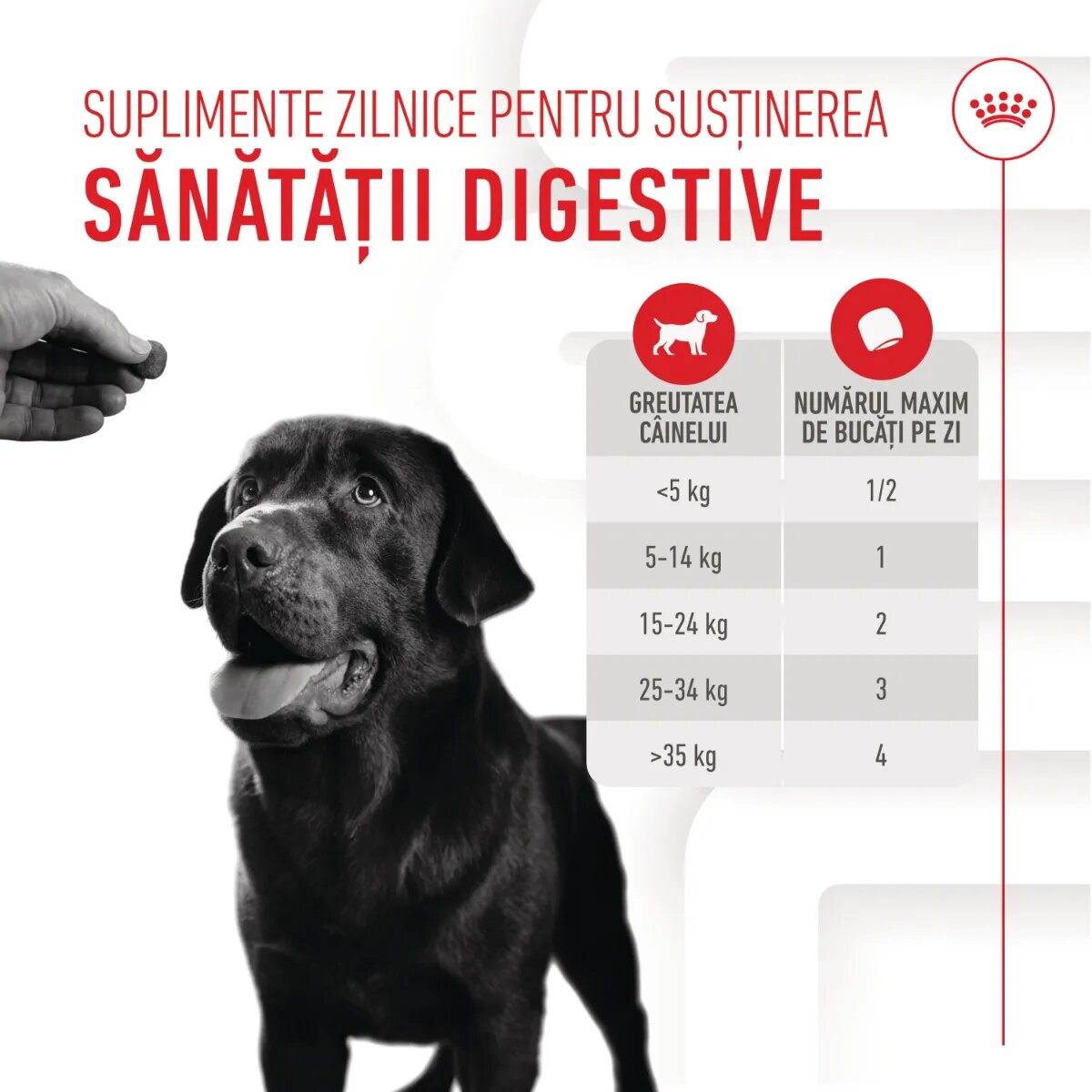 Royal Canin Digestion Chews Adult Supplements punguță recompense funcționale câini sistem digestiv 160g