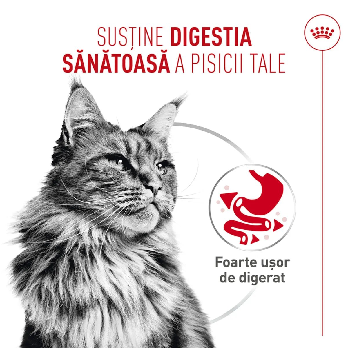 Royal Canin Feline Care Nutrition Digestive Care AirLift conservă hrană umedă pisici sistem digestiv (mousse) 85g