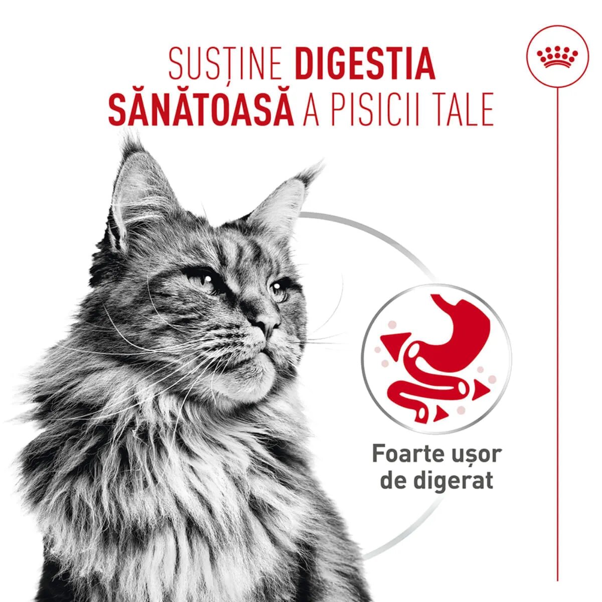 Royal Canin Feline Care Nutrition Digestive Care AirLift conservă hrană umedă pisici sistem digestiv (mousse) bax 85g x 12buc
