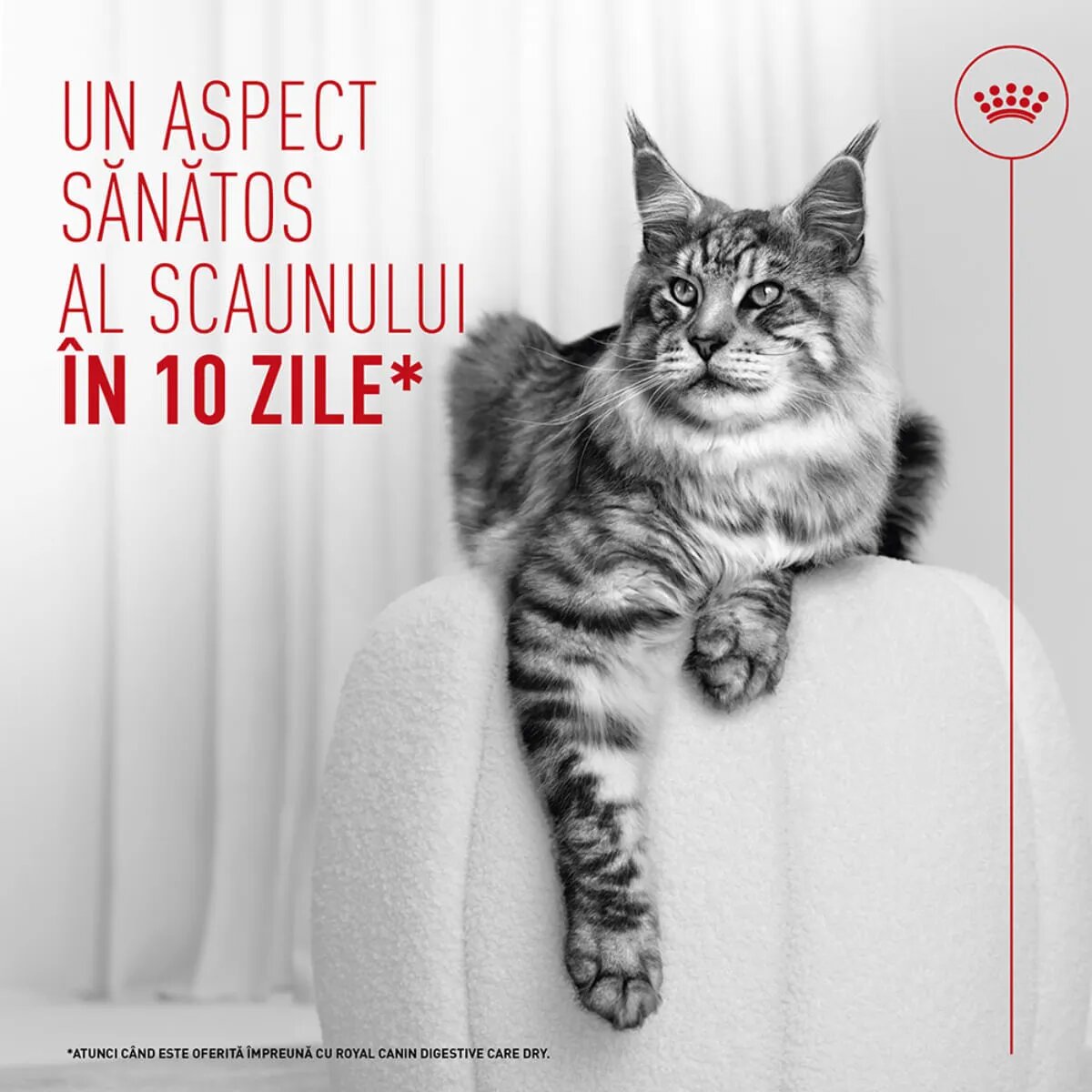 Royal Canin Feline Care Nutrition Digestive Care AirLift conservă hrană umedă pisici sistem digestiv (mousse) bax 85g x 12buc