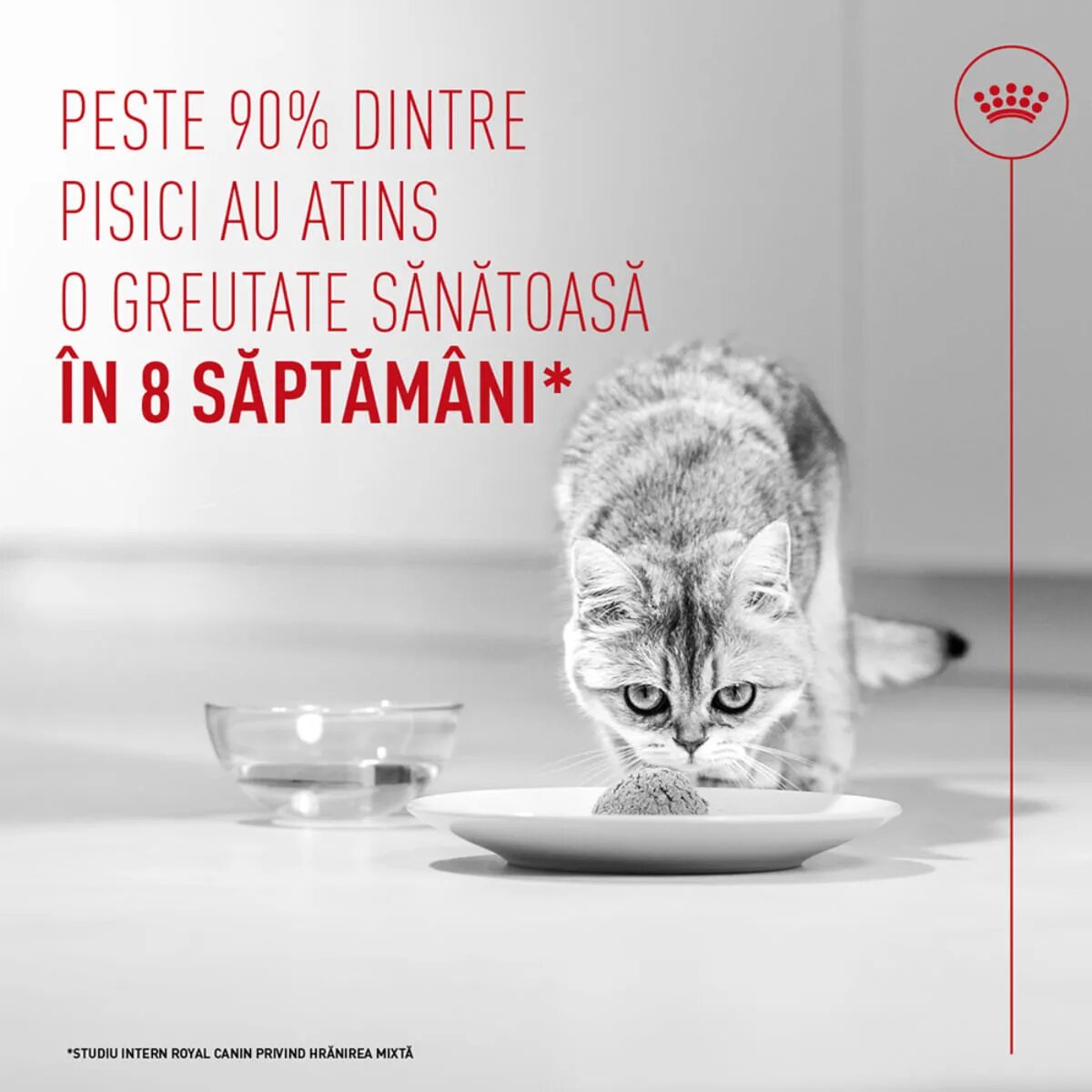 Royal Canin Feline Care Nutrition Light Weight Care AirLift conservă hrană umedă pisici obezitate (mousse) bax 85g x 12buc
